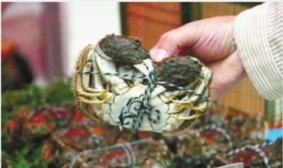 闸蟹22日放价上市，水产专家支招挑闸蟹技巧