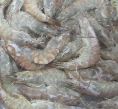 海鲜冻虾批发指南 品质、渠道与市场前景