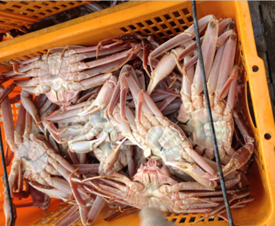 延边朝鲜族自治州朝鲜板蟹与红毛蟹的供应商及海鲜批发